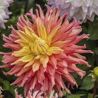 Buy canvas prints of  Colourful  Dahlia by Brian Fry