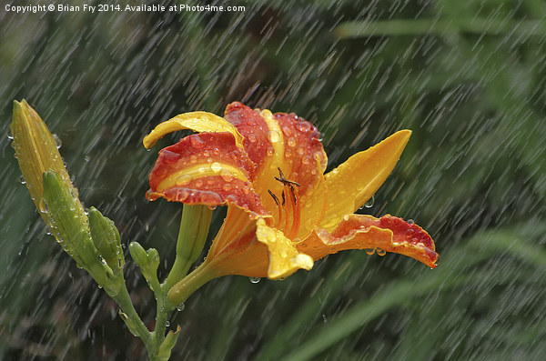 Lily in the rain Picture Board by Brian Fry