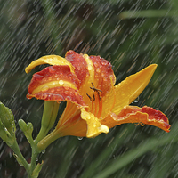 Buy canvas prints of Lily in the rain by Brian Fry
