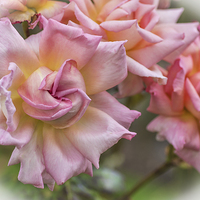 Buy canvas prints of  Pretty Pink Rose by Brian Fry