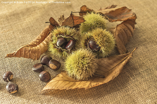  Sweet Chestnut seed pods Picture Board by Brian Fry
