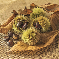 Buy canvas prints of  Sweet Chestnut seed pods by Brian Fry