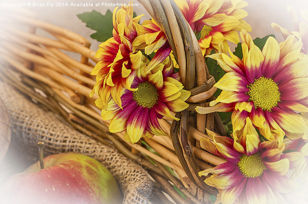  Chrysanthermums and a Basket Picture Board by Brian Fry