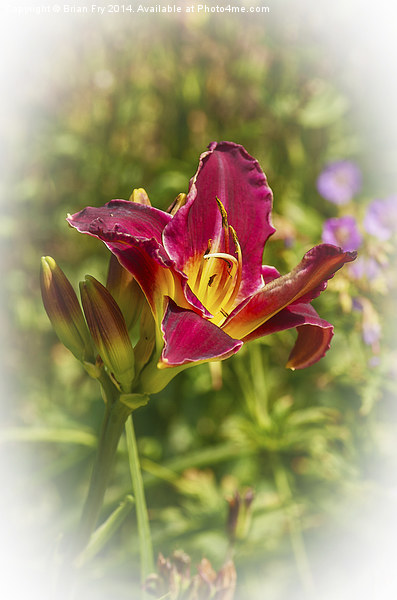 Beautiful red day lily  Picture Board by Brian Fry