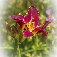 Buy canvas prints of Beautiful red day lily  by Brian Fry