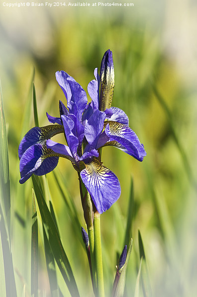 Blue Pencil Iris  Picture Board by Brian Fry