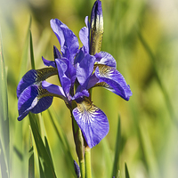 Buy canvas prints of Blue Pencil Iris  by Brian Fry