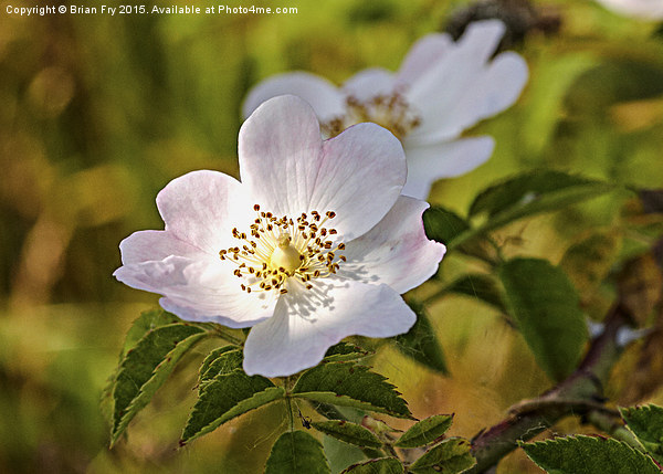 Wild pink dog rose Picture Board by Brian Fry