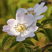 Buy canvas prints of Wild pink dog rose by Brian Fry