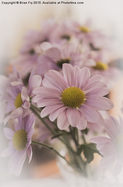 Chrysanthermums in vase Picture Board by Brian Fry