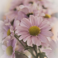 Buy canvas prints of Chrysanthermums in vase by Brian Fry