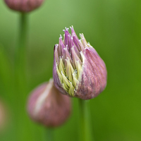 Buy canvas prints of  Chive flower by Brian Fry