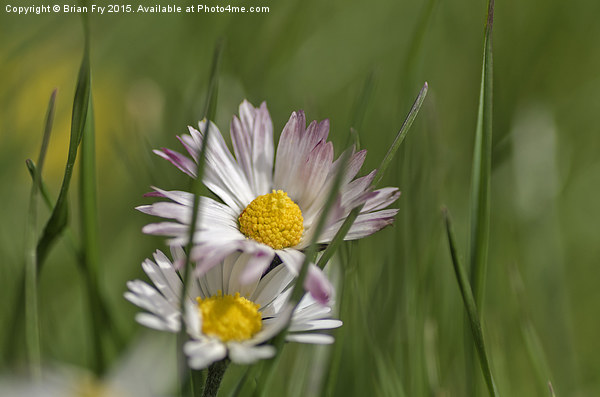  Daisy in long grass Picture Board by Brian Fry