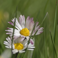 Buy canvas prints of  Daisy in long grass by Brian Fry