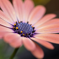Buy canvas prints of Osteospermum beauty by Brian Fry