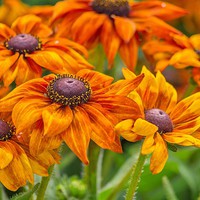 Buy canvas prints of  Beautiful Rudbeckia by Brian Fry
