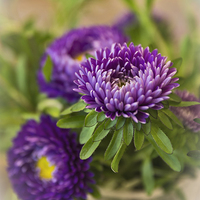 Buy canvas prints of  Aster in a vase by Brian Fry