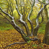 Buy canvas prints of Autumn Sculpture  by Brian Fry