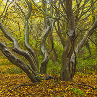 Buy canvas prints of  Woodland Sculpture by Brian Fry
