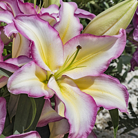 Buy canvas prints of  Lily Lovely by Brian Fry