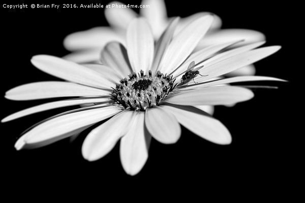 Osteospermum and fly Picture Board by Brian Fry