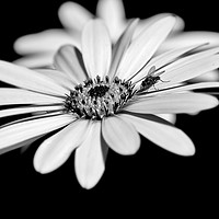 Buy canvas prints of Osteospermum and fly by Brian Fry