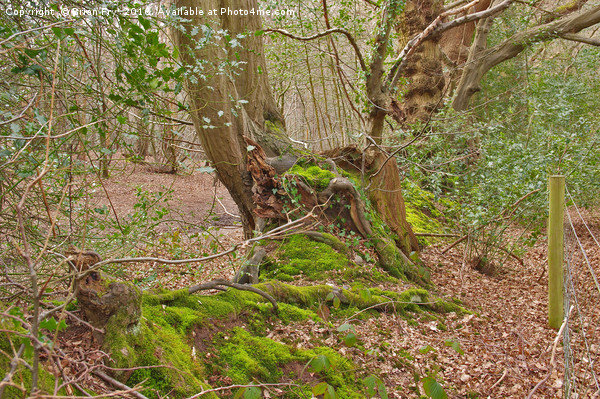 Spring green Picture Board by Brian Fry