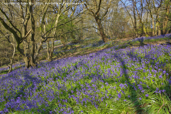 Bluebell hillside Picture Board by Brian Fry