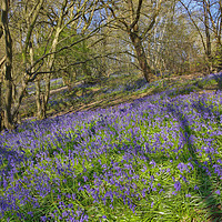 Buy canvas prints of Bluebell hillside by Brian Fry