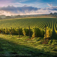 Buy canvas prints of Sunrise over a Hampshire vineyard by Kevin Browne