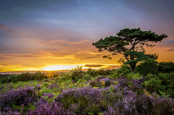 New Forest Sunset at Bratley View Framed Print by Kevin Browne