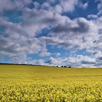 Buy canvas prints of Sunrise Over A Rapeseed Field by Kevin Browne