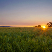 Buy canvas prints of Hampshire Field Sunset by Kevin Browne