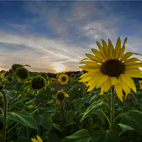 Buy canvas prints of Sunflower Field  Sunset by Kevin Browne