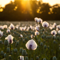 Buy canvas prints of White Poppy Sunset by Kevin Browne