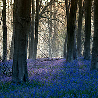 Buy canvas prints of Micheldever Bluebells Sunrise by Kevin Browne