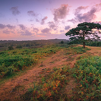 Buy canvas prints of Bratley View New Forest 2016 by Kevin Browne