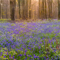 Buy canvas prints of In Amongst The Bluebells by Kevin Browne
