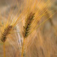Buy canvas prints of Summer Wheat by Kevin Browne