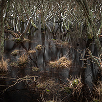 Buy canvas prints of Trees In The Marsh by Kevin Browne