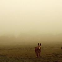 Buy canvas prints of The Fog by Lauren Bywater