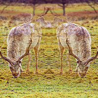 Buy canvas prints of Oh Deer Me! by Lauren Bywater