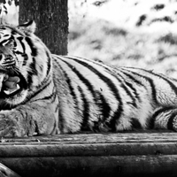Buy canvas prints of A Hungry Tiger. by Heather Wise