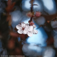 Buy canvas prints of Blossom 4 by Kevin Ainslie
