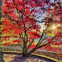 Buy canvas prints of The Red Tree by Alex Clark