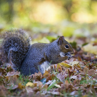 Buy canvas prints of Squirrel Eating by Alex Clark