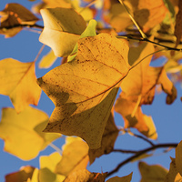 Buy canvas prints of Autumn Leaves by Alex Clark