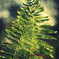 Buy canvas prints of The dancing ferns by Annie Japaud