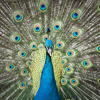 Buy canvas prints of Peacock from the front by Gary Devlin