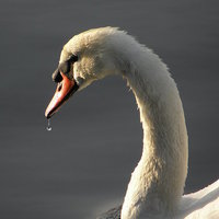 Buy canvas prints of Swan in Sunlight by Ralph Jackson